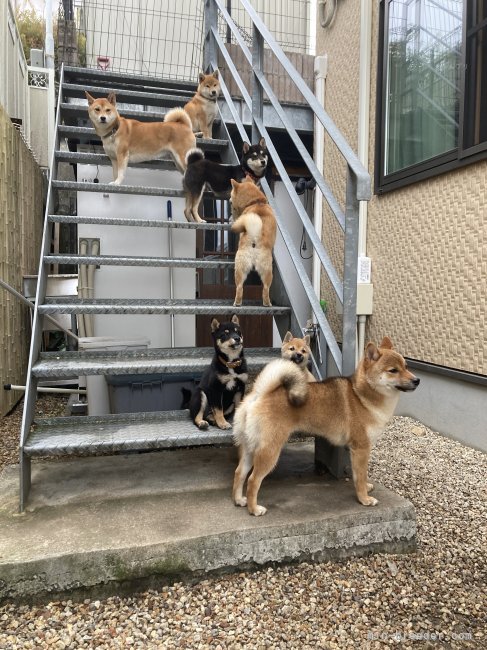 木下　充朗(きのした　みつあき)ブリーダー(滋賀県・柴犬・KC登録)の紹介写真7