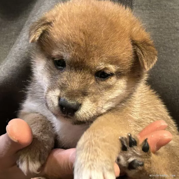 柴犬(標準サイズ)【滋賀県・男の子・2024年11月17日・赤】の写真1