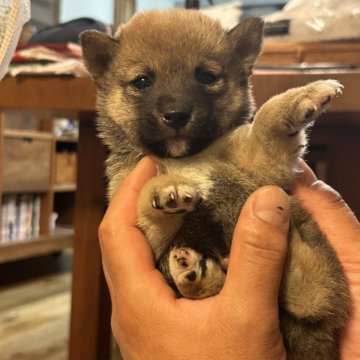 柴犬(豆柴)【滋賀県・男の子・2024年5月9日・赤】の写真「4兄弟の長男、小柄な極小豆柴」