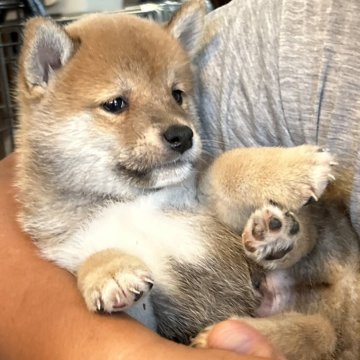 柴犬(豆柴)【滋賀県・男の子・2024年7月5日・赤】の写真「3兄弟の次男おっとりさん」