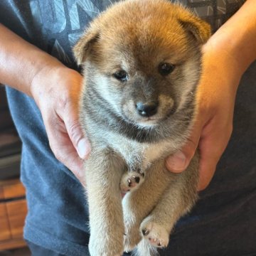 柴犬(豆柴)【滋賀県・男の子・2024年7月5日・赤】の写真「三兄弟の三男　甘えん坊」