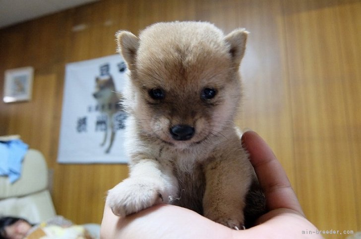 看板犬　千尋ちゃんの幼少期｜西山　智幸(にしやま　ともゆき)ブリーダー(大阪府・柴犬・日本豆柴犬協会登録)の紹介写真3