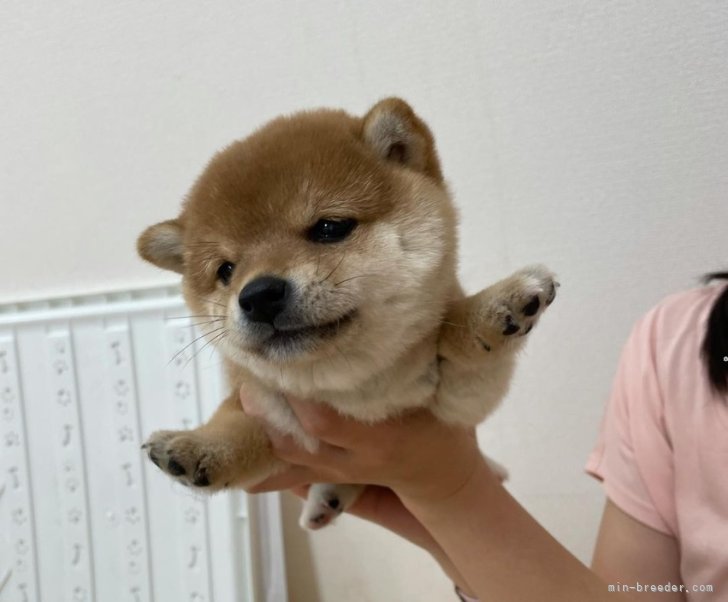 空だって飛びたくなります！｜西山　智幸(にしやま　ともゆき)ブリーダー(大阪府・柴犬・日本豆柴犬協会登録)の紹介写真9