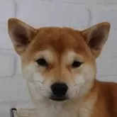 豆柴