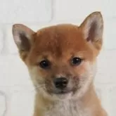 豆柴