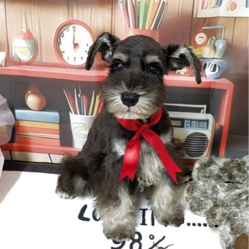 ミニチュアシュナウザー【茨城県・女の子・2025年7月2日・ブラック&シルバー】の写真「小さくてかわいい女の子です。」