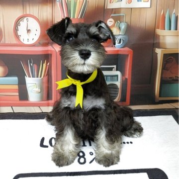 ミニチュアシュナウザー【茨城県・女の子・2025年7月2日・ブラック&シルバー】の写真「小さくてかわいい女の子です。」