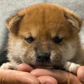 柴犬(標準サイズ)【三重県・男の子・2024年10月24日・赤色】の写真「血統優良な目元が素敵な子」