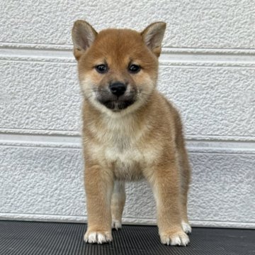 柴犬(標準サイズ)【三重県・女の子・2024年4月1日・赤色】の写真「可愛い女の子」