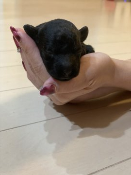 トイプードル(トイ)【山形県・男の子・2021年9月1日・ブラック】の写真「可愛くすくすく育ってます。」