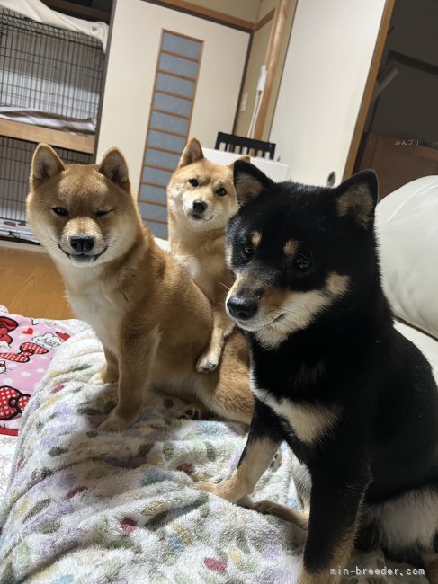 うちの看板犬の黒豆柴の豆助、胡麻豆柴のアヤカ、赤豆柴の力です🐕🐕🐕｜吉田　輝久(よしだ　てるひさ)ブリーダー(岡山県・柴犬・KC登録)の紹介写真6