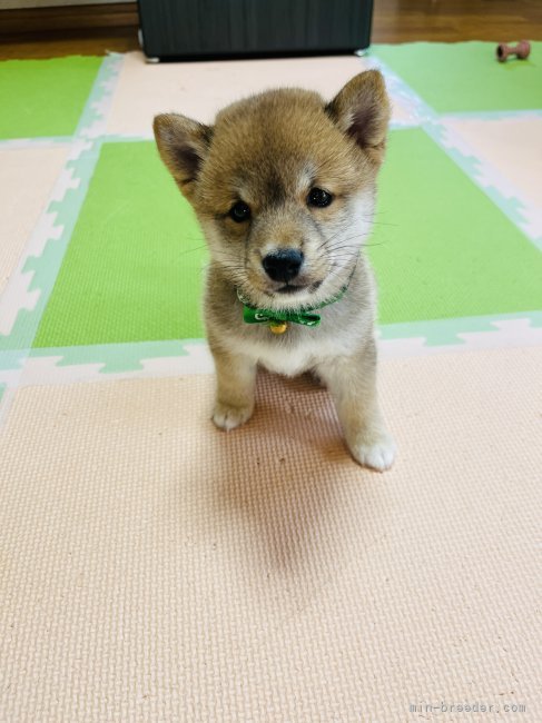 赤豆柴オスの來(ライ)です🐶｜吉田　輝久(よしだ　てるひさ)ブリーダー(岡山県・柴犬・KC登録)の紹介写真7