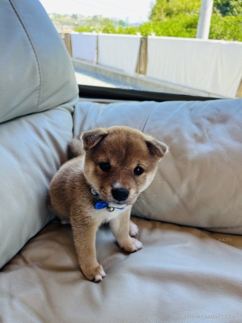 赤豆柴オスの碧(アオ)です🐶｜吉田　輝久(よしだ　てるひさ)ブリーダー(岡山県・柴犬・KC登録)の紹介写真9