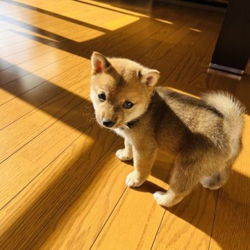 柴犬(豆柴)【岡山県・男の子・2024年10月4日・赤】の写真「小豆柴サイズの男の子です🌻」