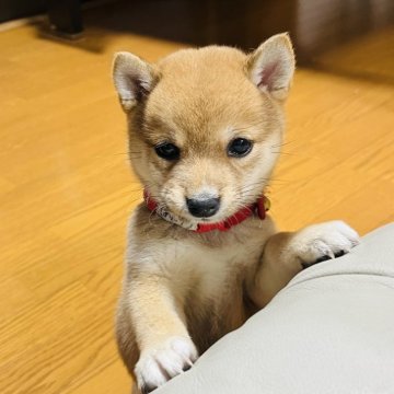 柴犬(豆柴)【岡山県・女の子・2024年10月4日・赤】の写真「チャームポイントは鼻の頭が白い女の子です🌻」