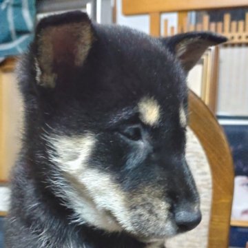 柴犬(標準サイズ)【秋田県・女の子・2024年9月21日・黒毛】の写真「両親犬共に金章犬の、綺麗な黒毛です。」