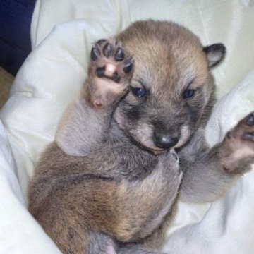 柴犬(標準サイズ)【秋田県・女の子・2025年1月10日・赤】の写真「狼顔のかっこいい柴犬です。」