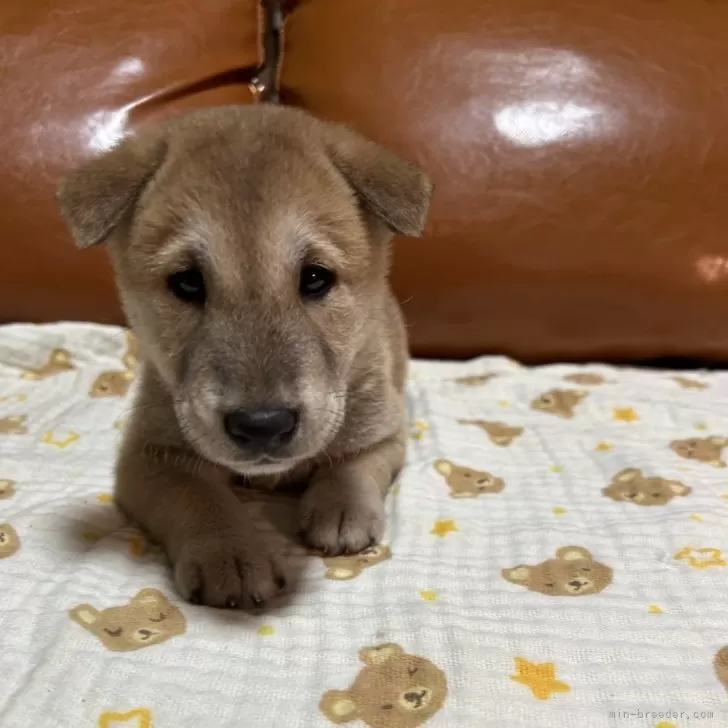 柴犬(標準サイズ)【秋田県・男の子・2024年7月18日・赤】の写真1「きれない目の形は両親譲りのイケワンです！」