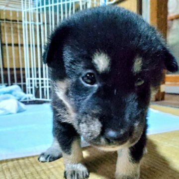 柴犬(標準サイズ)【秋田県・男の子・2024年9月21日・黒】の写真「両親犬共に金章犬の、綺麗な黒毛です。」