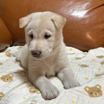 柴犬(標準サイズ)【秋田県・女の子・2024年7月18日・白】の写真「両親犬共々に優良な血統に、当会を代表する良犬です。」