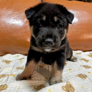 柴犬(標準サイズ)【秋田県・男の子・2024年7月18日・黒】の写真「オオカミ顔と言われるカッコいい柴犬の子犬です」