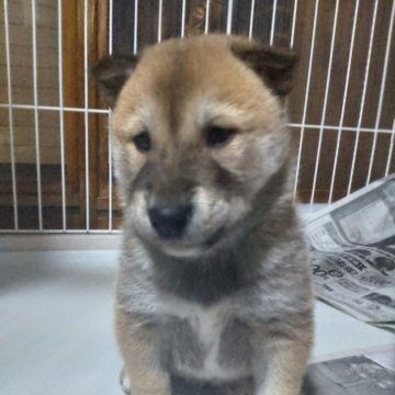 柴犬(標準サイズ)【秋田県・男の子・2024年2月19日・赤】の写真「とても希少価値な天然記念物柴犬保存会の子犬です。」