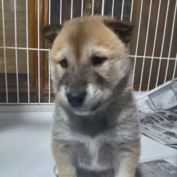 柴犬【秋田県・男の子・2024年2月19日・赤】とても希少価値な天然記念物柴犬保存会の子犬です。｜みんなのブリーダー（子犬ID：2403-01317）