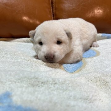 柴犬(標準サイズ)【秋田県・女の子・2023年11月16日・白】の写真「両親犬共々に優良な血統に、当会を代表する良犬です。」