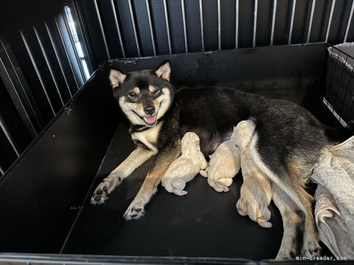 山岡修志ブリーダーのブログ：白豆柴3匹産まれました　黒豆柴ひめちゃんの子犬さん