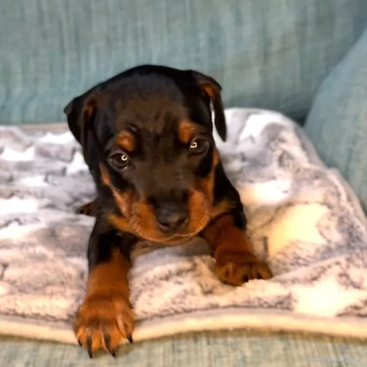 N.K 様のお迎えした子犬