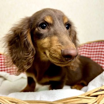 ミニチュアダックスフンド(ロング)【福岡県・男の子・2024年8月30日・チョコレート&タン】の写真「お顔の可愛いイケメン君です♪」