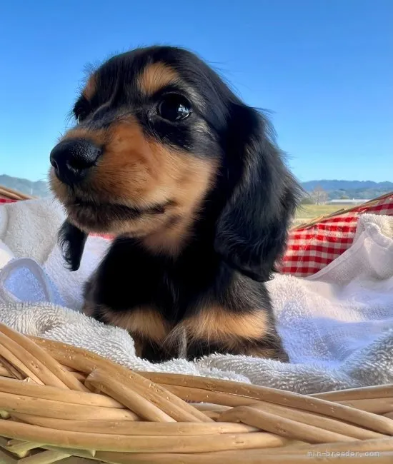 パティ 様のお迎えした子犬