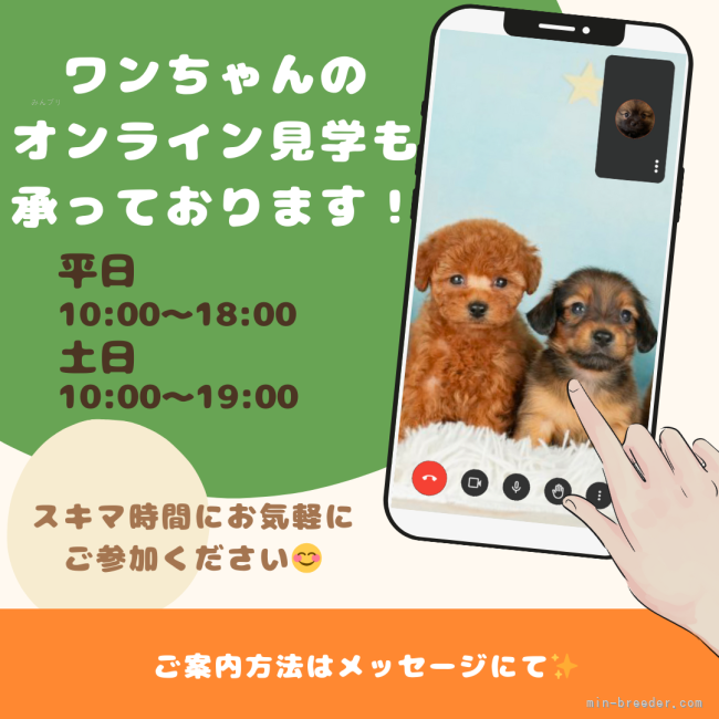 詳細はメッセージにてご案内いたしますのでご安心くださいませ🐶✨｜勝間　大輝(かつま　だいき)ブリーダー(千葉県・トイプードルなど・JKC登録)の紹介写真10