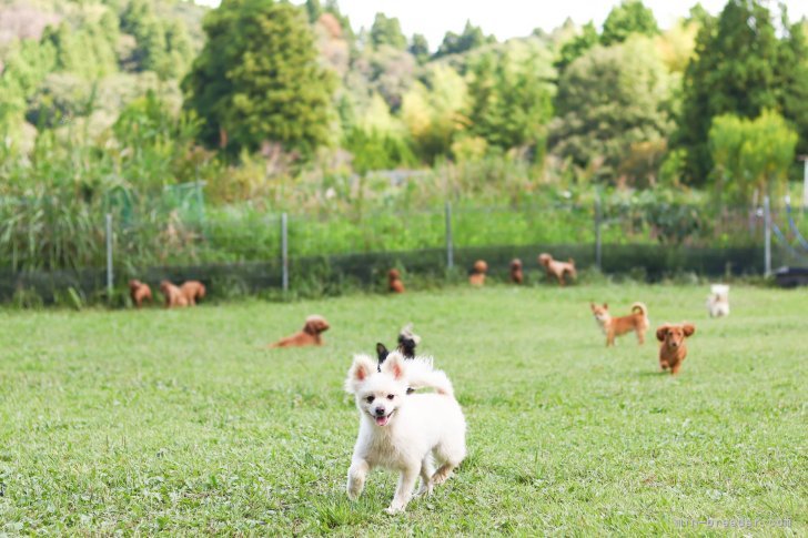 毎日広々したドッグランで遊んでいます🐶✨｜勝間　大輝(かつま　だいき)ブリーダー(千葉県・トイプードルなど・JKC登録)の紹介写真2