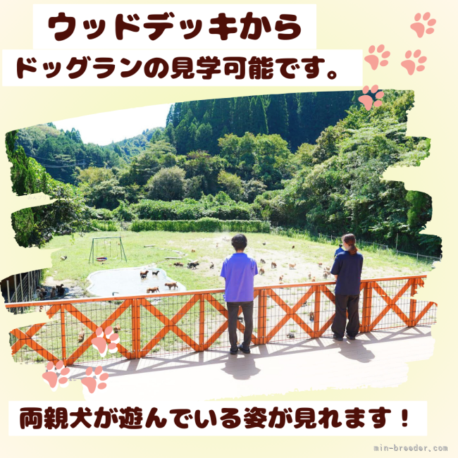 是非、ウッドデッキからドッグランをご見学くださいませ✨｜勝間　大輝(かつま　だいき)ブリーダー(千葉県・トイプードルなど・JKC登録)の紹介写真8