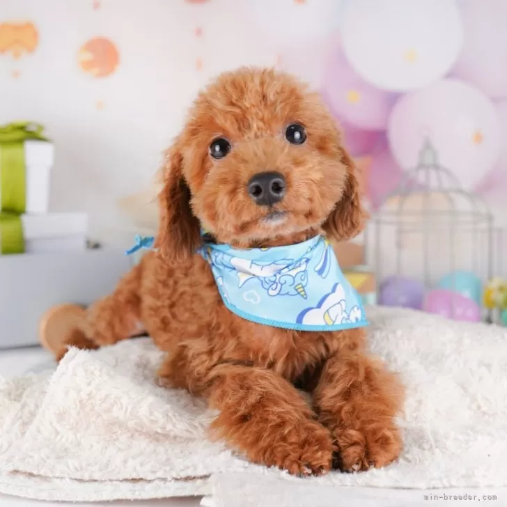 K.M 様のお迎えした子犬