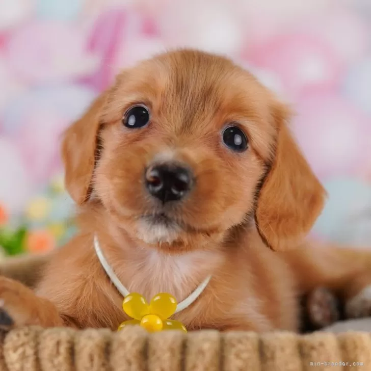 たる 様のお迎えした子犬