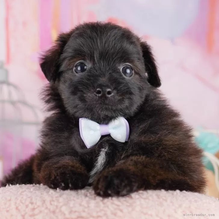 ごっつぁんです 様のお迎えした子犬