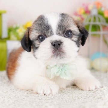 シーズー【千葉県・女の子・2025年3月6日・ホワイト&ゴールド】の写真「GWも毎日営業🐶🌸」