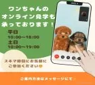 チワワ(ロング)【千葉県・女の子・2025年1月25日・ブラックタン&ホワイト】の写真7「遠方の方やお忙しい方におすすめ！🏠自宅からオンラインでの見学もできます！📱」