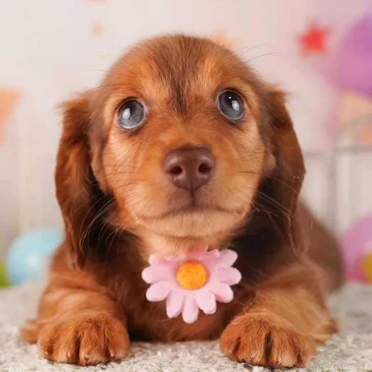 秀吉 様のお迎えした子犬