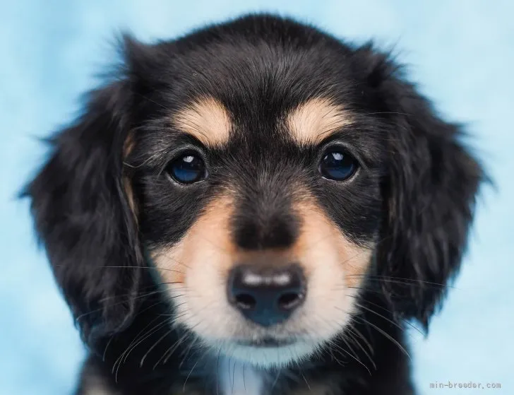 シンチップ 様のお迎えした子犬
