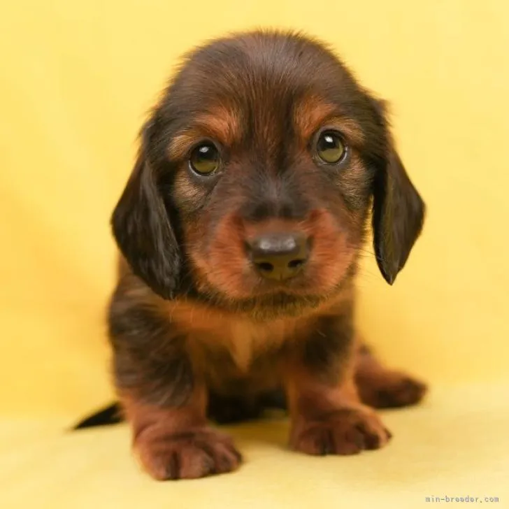 カズ 様のお迎えした子犬