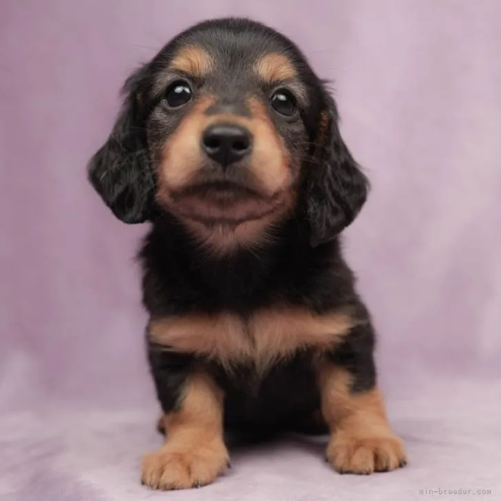 K.A 様のお迎えした子犬