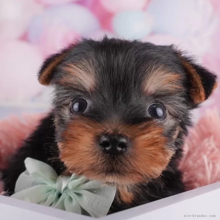 なっち 様のお迎えした子犬