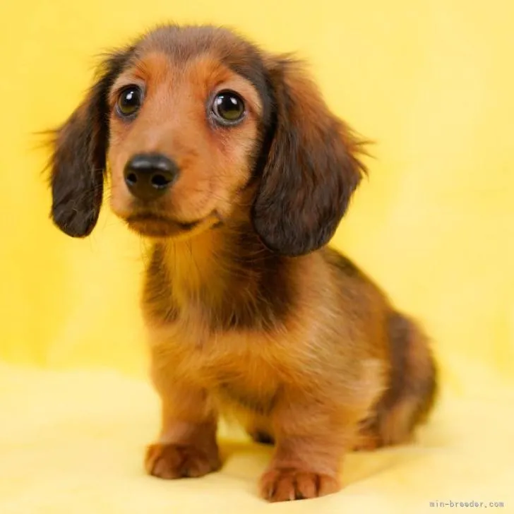 N.T 様のお迎えした子犬