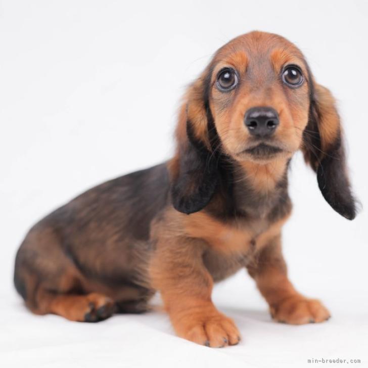 スワワ 様のお迎えした子犬
