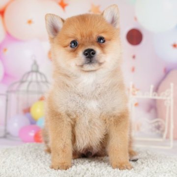 ポメ柴(柴犬×ポメラニアン)【千葉県・男の子・2023年9月15日・赤】の写真「豆柴よりさらに小型！ムチムチボディがたまらない💕」