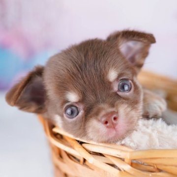 チワワ(ロング)【千葉県・女の子・2023年6月28日・チョコレートタン】の写真「大人気のチョコタンカラーちゃん🍫💕」