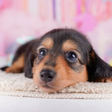 カニンヘンダックスフンド(ロング)【千葉県・男の子・2023年9月9日・ブラックタン】の写真「元気いっぱい☆彡陽気な男の子⚽✨」